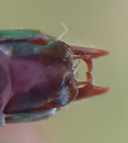 Réf. 308 454 : Conocephalus dorsalis